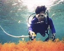 FUCOIDAN EXTRACT POWDER CAPSULES